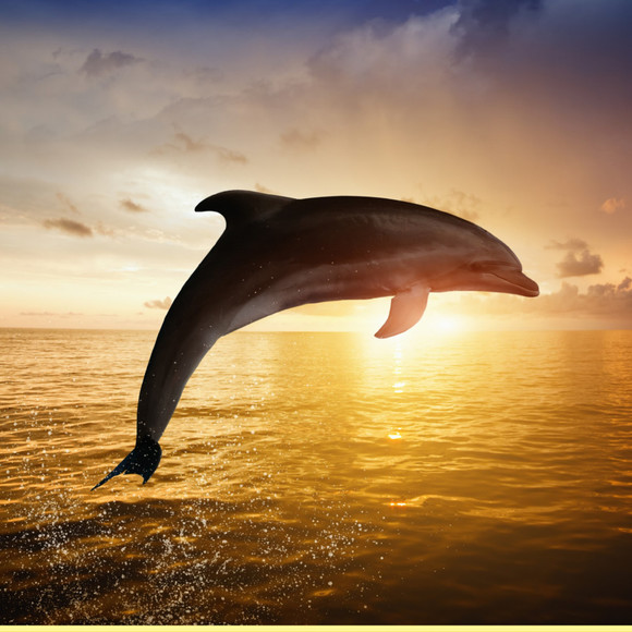 classydolphin